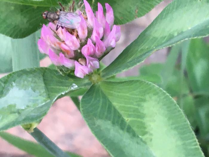 Clover blossom 