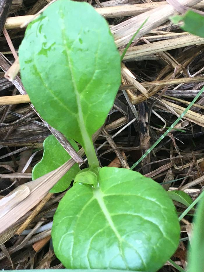 Looks very familiar.. but the first of its kind on my garden patch.. guessing brassica ..?