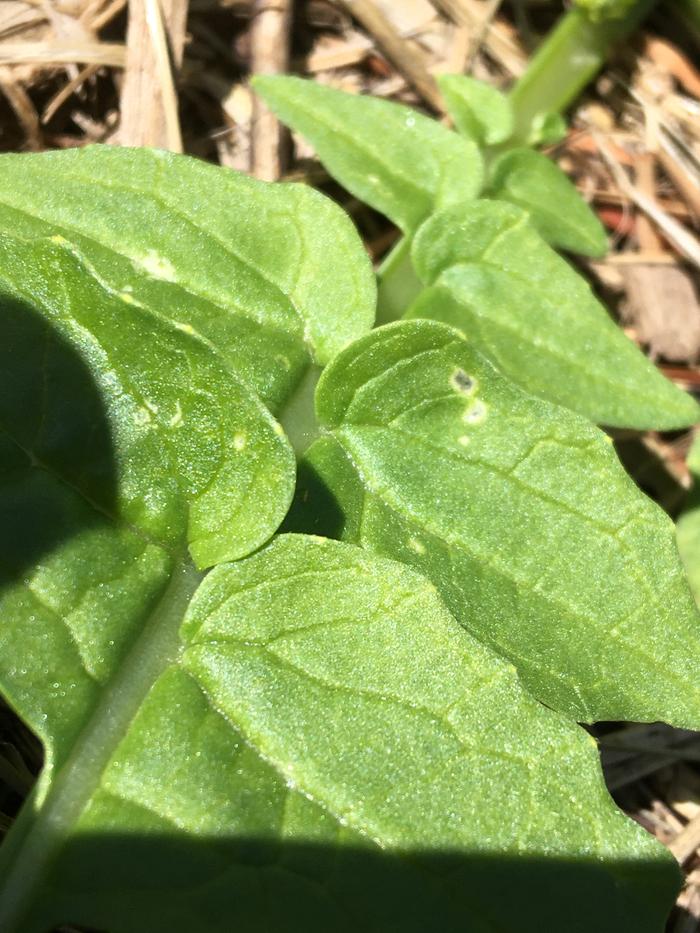 Daikon