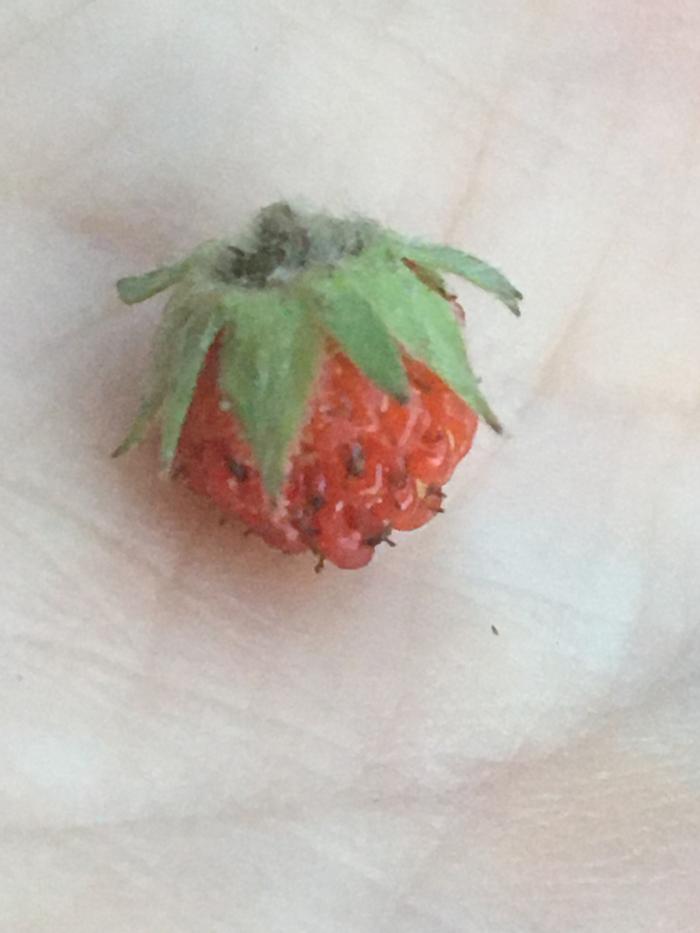 The “zeek” of strawberries.......