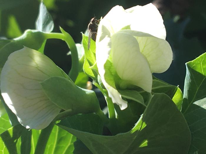 Pea flower 