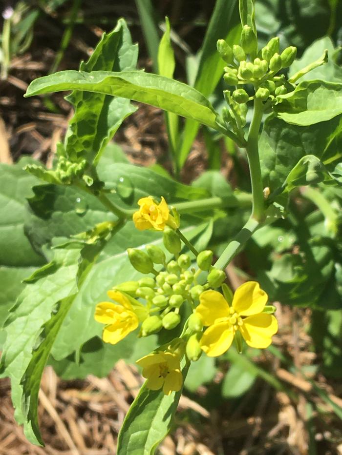 Looks like brassica flower 