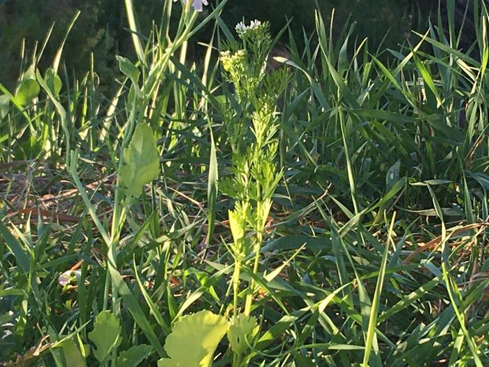 Cilantro flower 