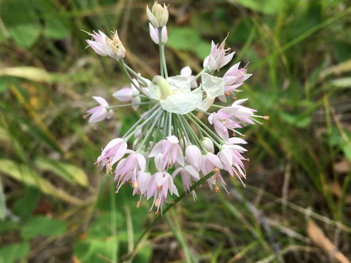 Nodding onion