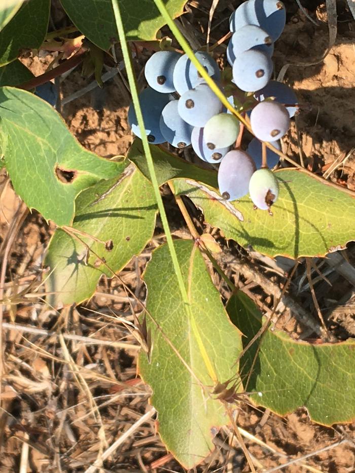 Oregon grape