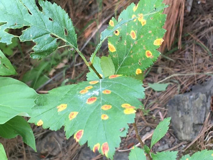 What’s these spotty leaves?