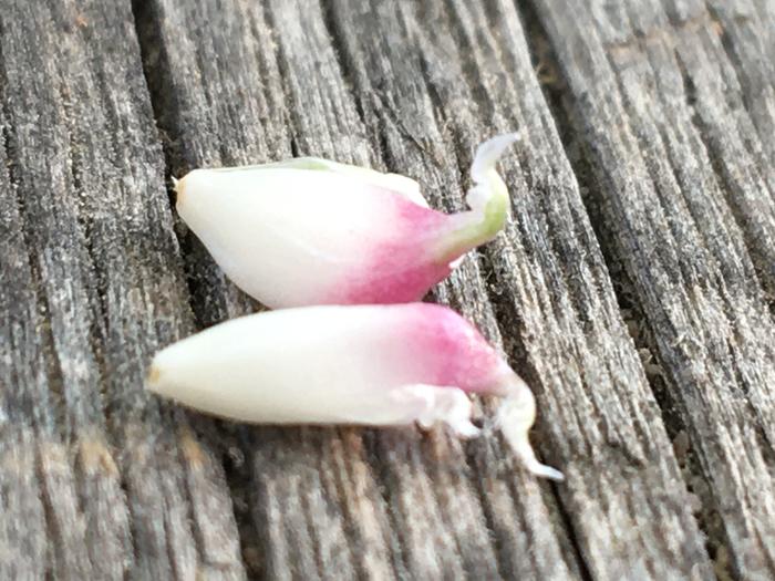 Tiny garlic slippers