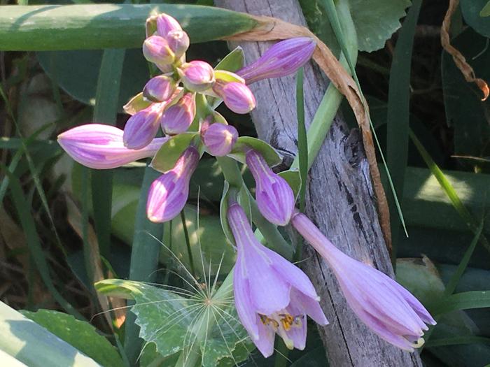 Garden patch perennial 