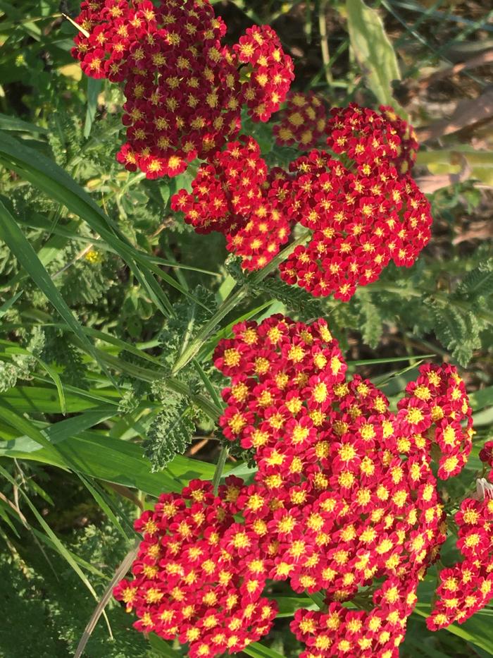 Red yarrow?