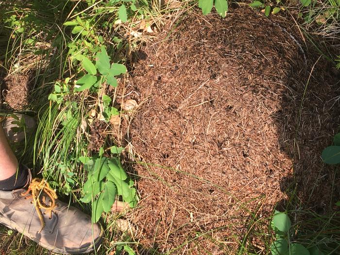 Ant mound with shoe for size reference 