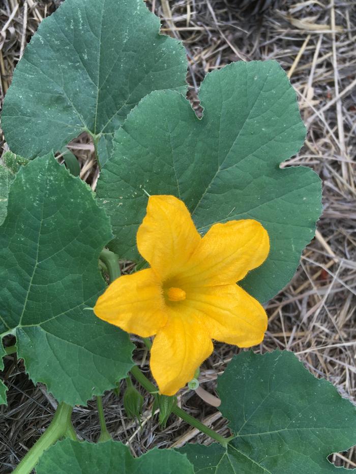 Beautiful zucchini/squash