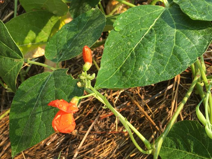 Beautiful bean flower again!