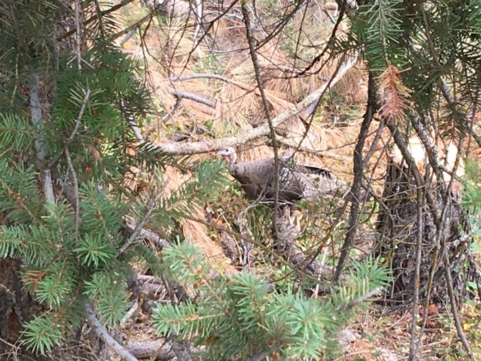 It’s hard to see their excellent camouflage.. a mother and four little turkeys 🦃 