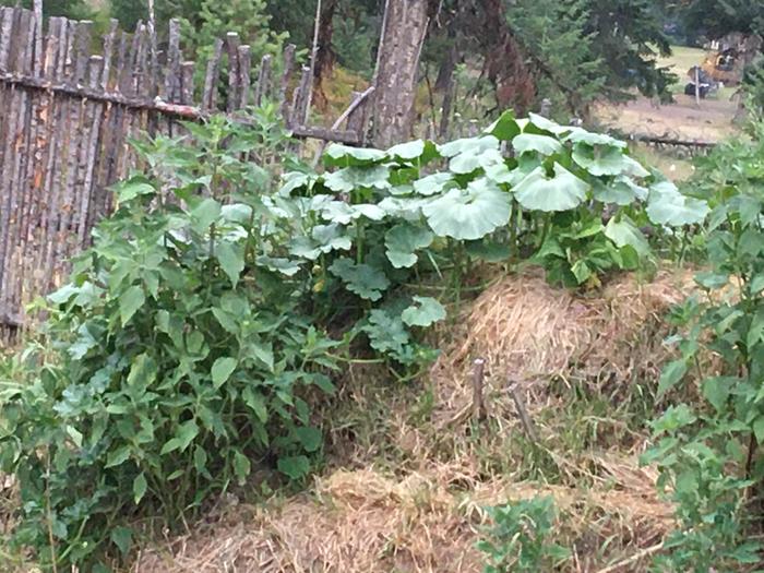 The squash looking thirsty 