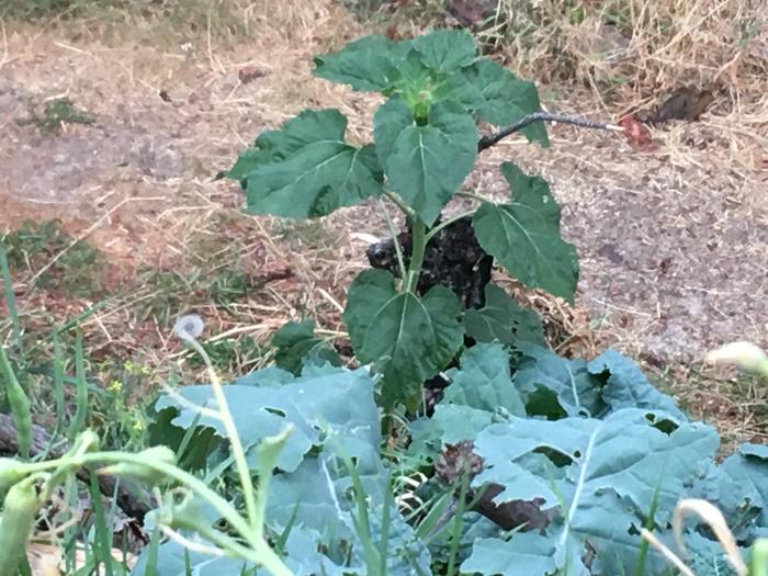 Mr sunflower also looking mighty thirsty 