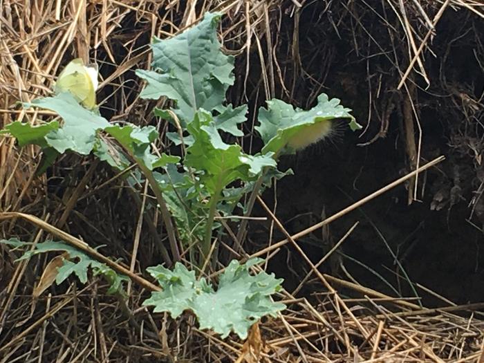 Insects on kale 