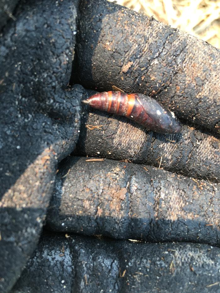 Cocoon on Matt’s berm