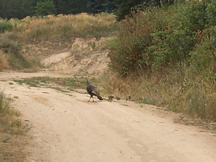 Turkey chicks