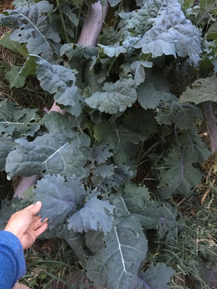 Giant kale from seed