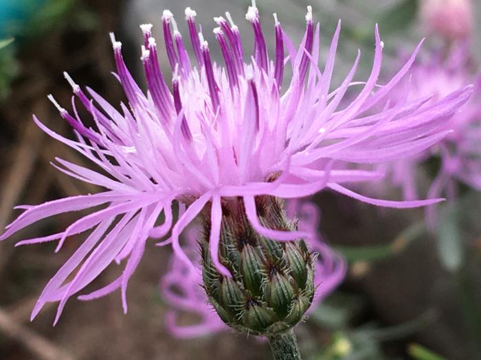 Knapweed