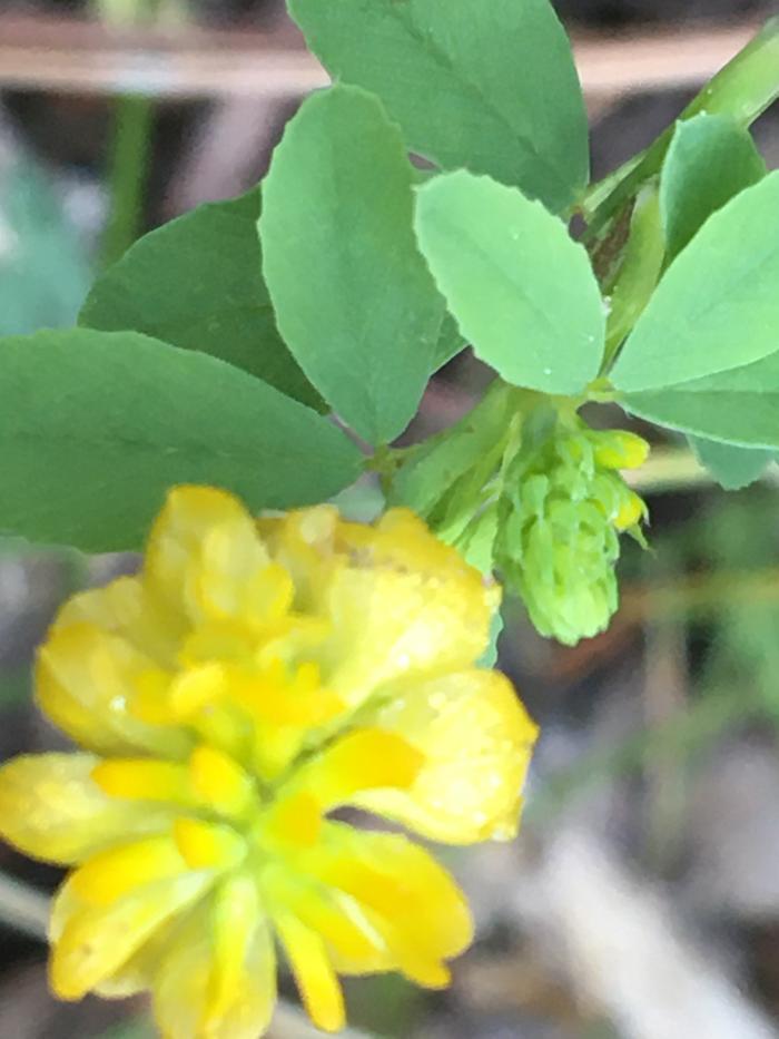 Yellow clover