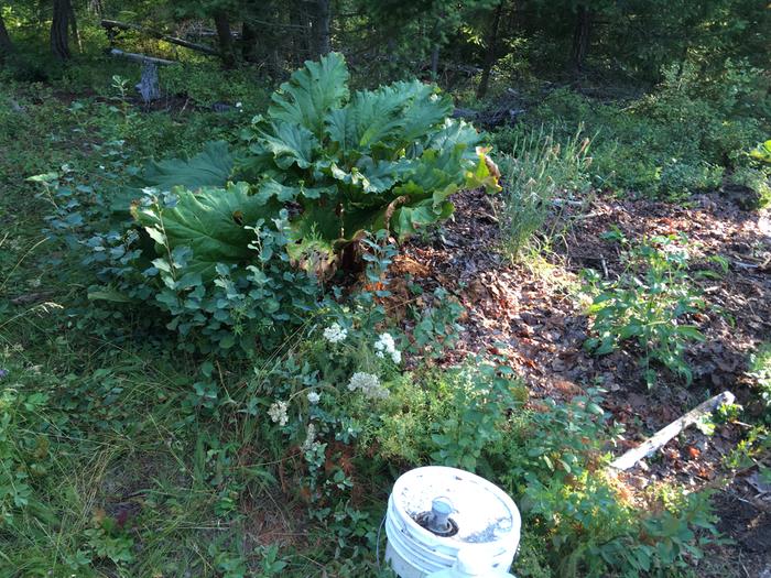 Spot the thistles