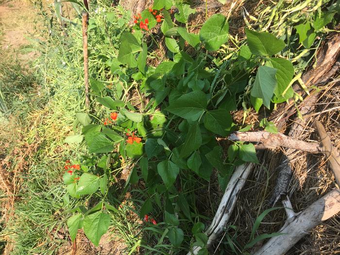 These bean flowers are ridiculous pretty 