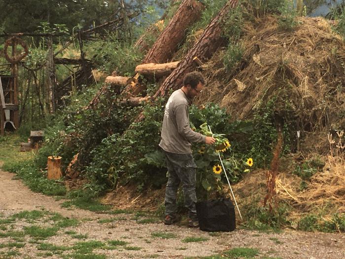 Kyle saves a falling sunflower 