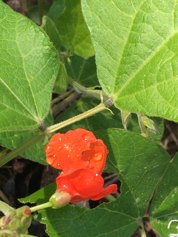 Bean flower 