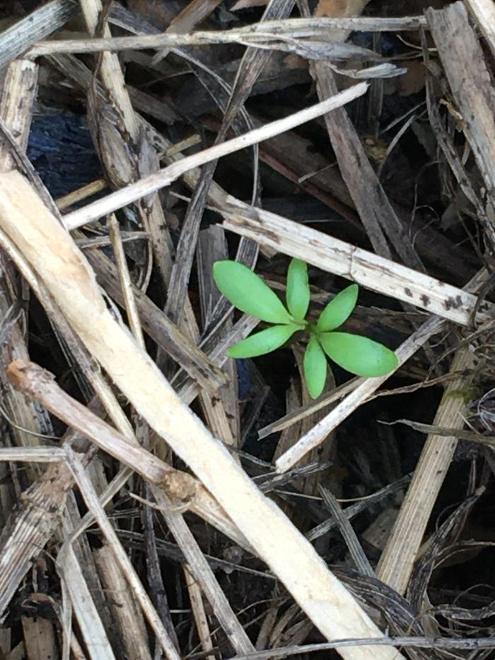 What’s that? A new sprout in the patch 