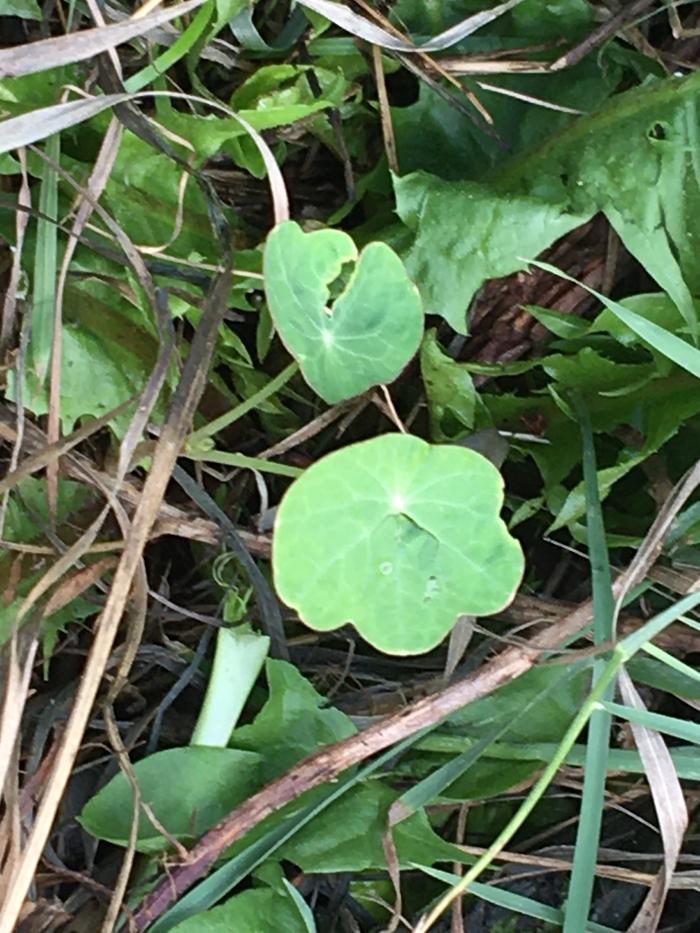 New nasturtium 