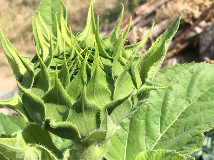 Sunflower 