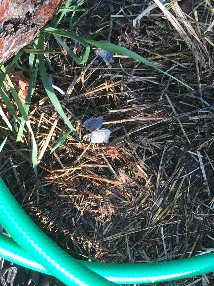 Mushroom at top of library hugel 