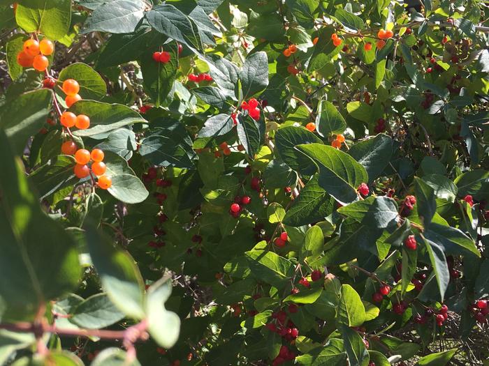 Orange and red berries in the city