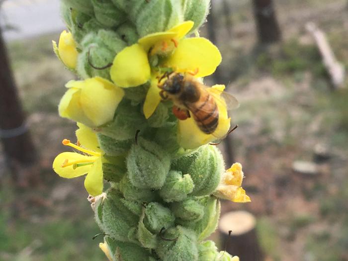 Orange pollen sacks 