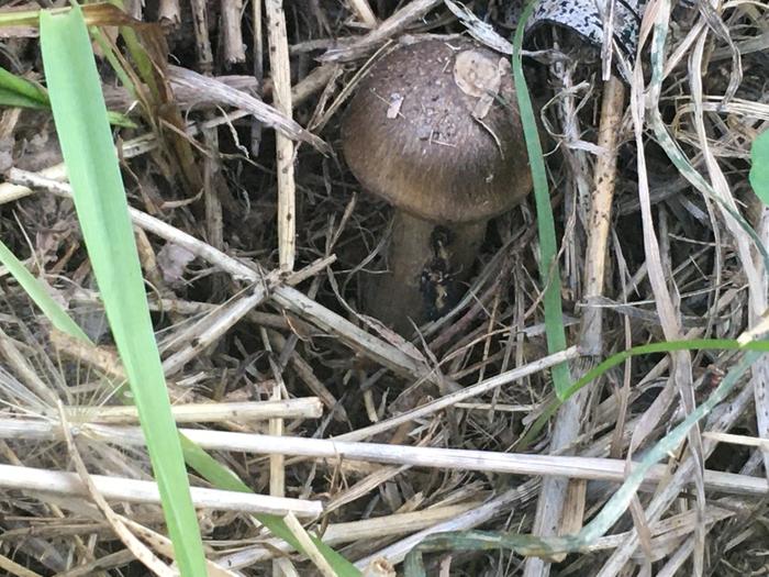 A mushroom on my patch