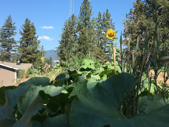 Squash and sunflower 