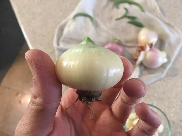 Garlic anomaly from my patch.. I remember planting a clove—and then this came out 