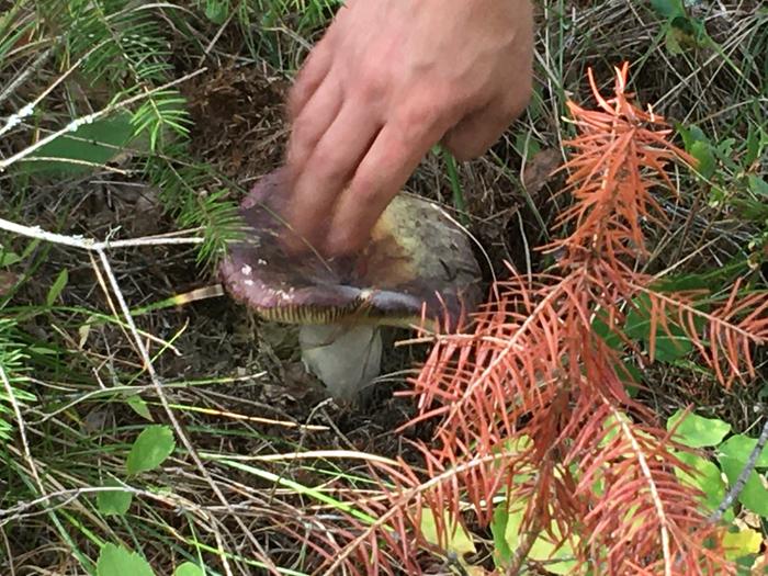 Big mushroom on fred’s plot