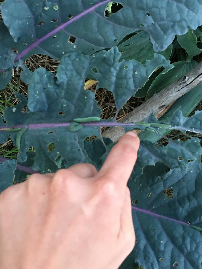 Seven caterpillars on one kale leaf.. perhaps a sign of poor health..