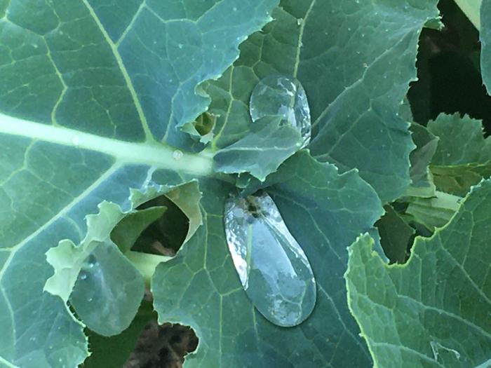 Water droplet on kale leaf 