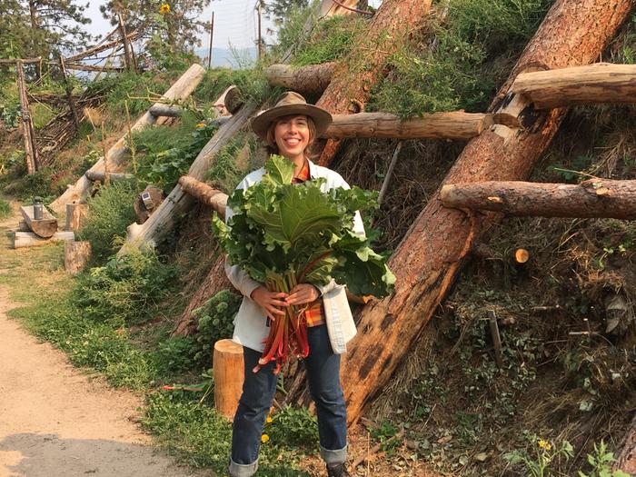 Rhubarb harvest 