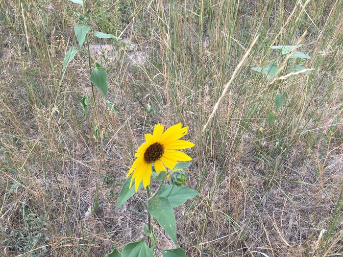 Sunflower growing on my plot.. how’d it get there?? .. the plot thicccens..!