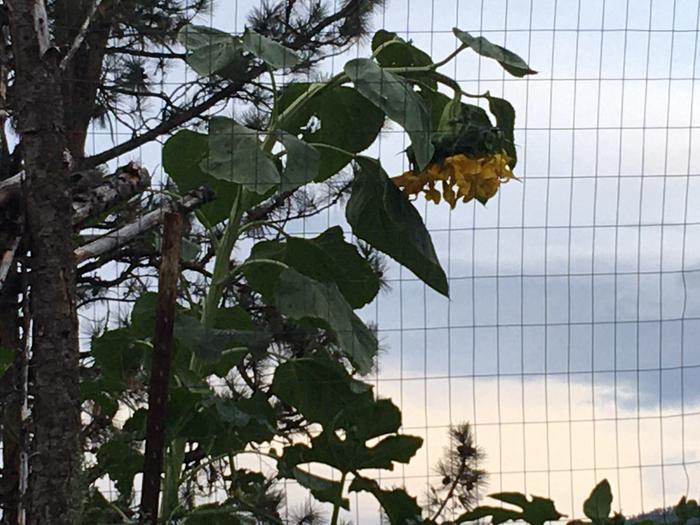 Sunflower getting heavy 