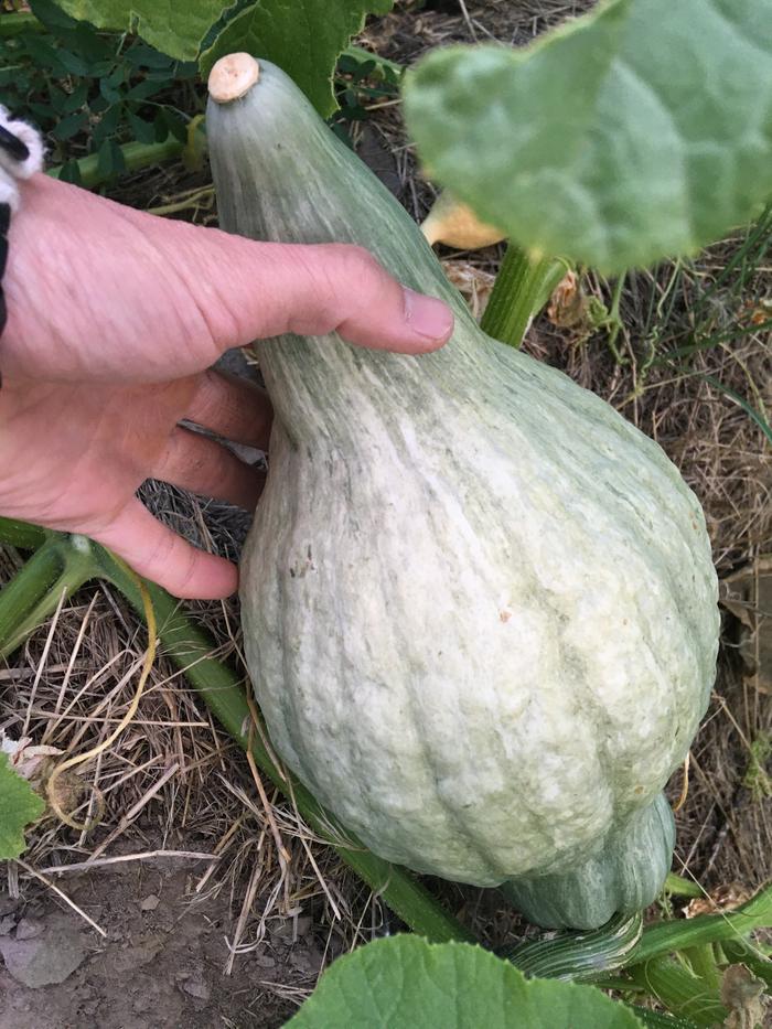 That one big squash on the driveway hugel