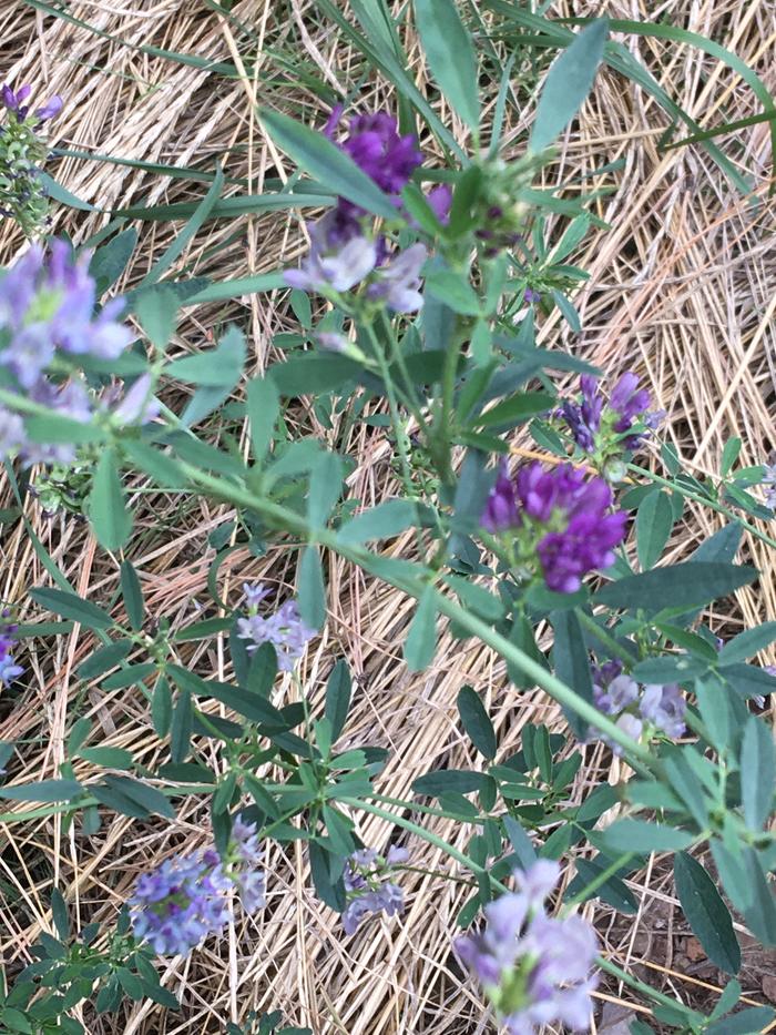 Beautiful alfalfa in turtle lot 