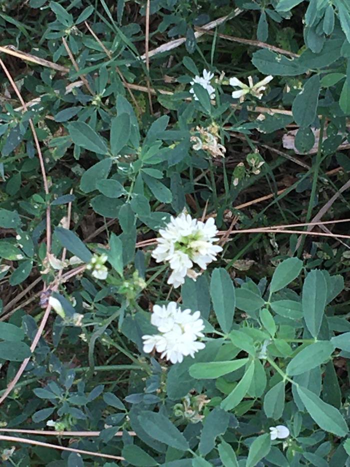 Didn’t know they bloomed white also!