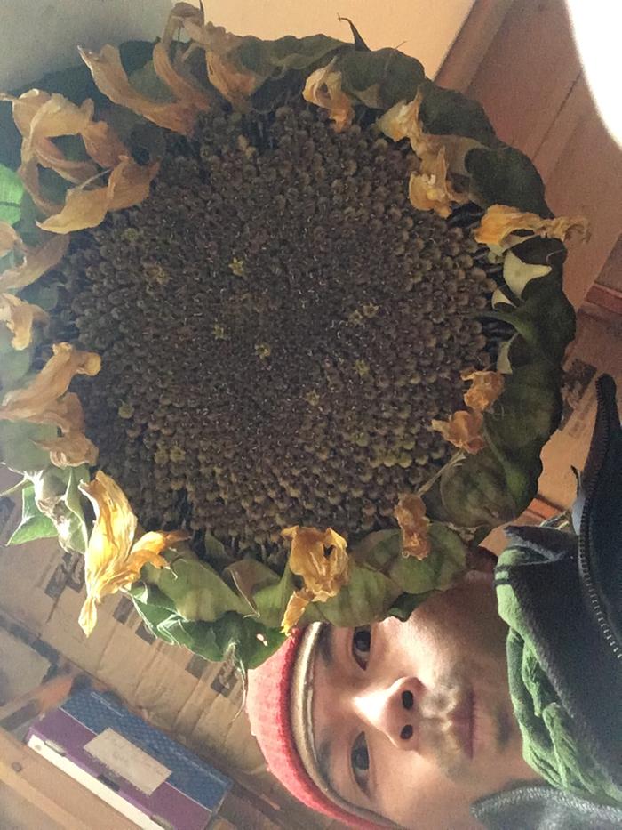 Giant sunflower head