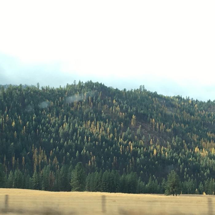 Golden larches