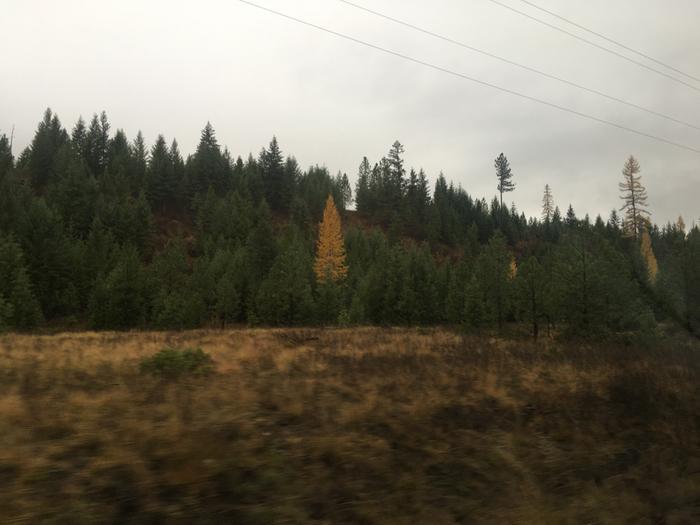 Deciduous coniferous 